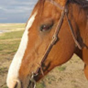 Meet your Posher, Enya